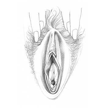 vulva_sketches-16f