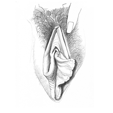 vulva_sketches-6f