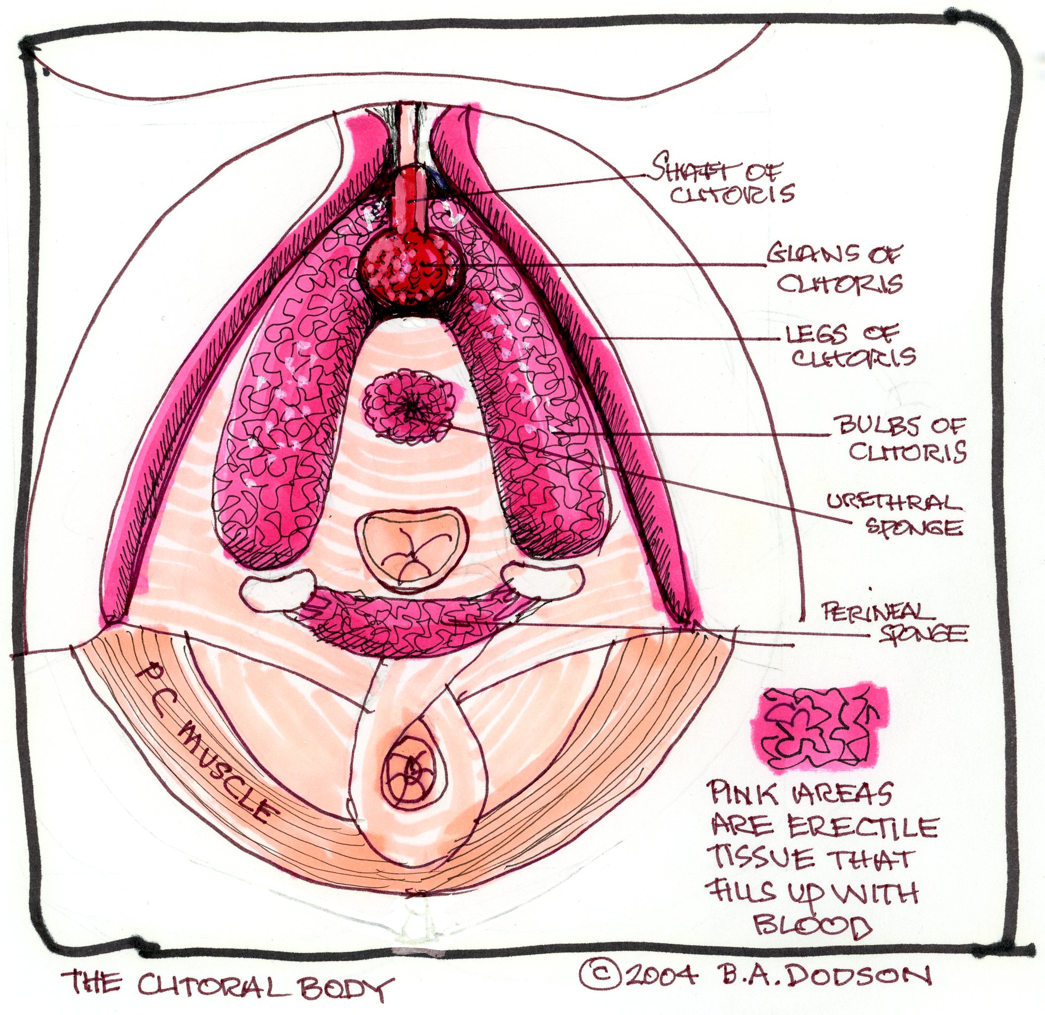 clitoral anatomy