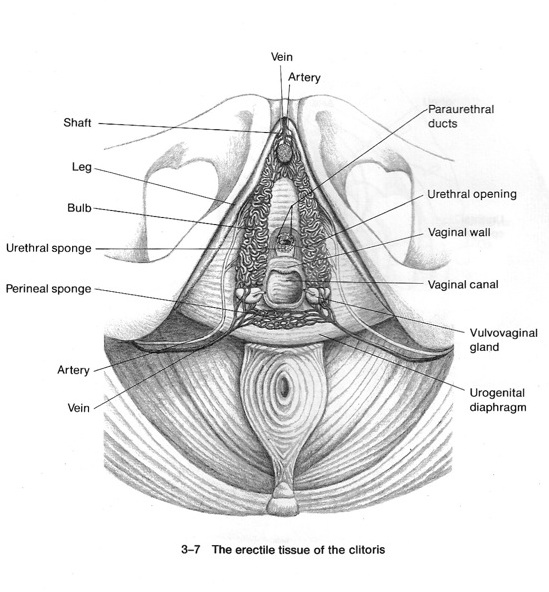 orgasm klitoris stimulering