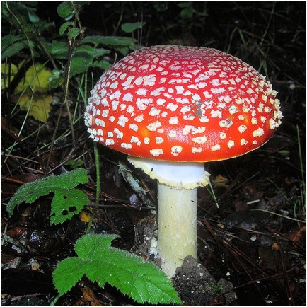 mushroom